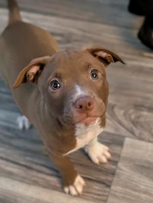 A brown and white puppy with large eyes looking up at the camera.
