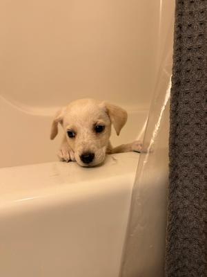 A small white puppy sitting in a bathtub, looking up with big eyes.