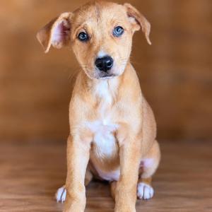 Meadow, Hound, available for adoption