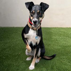 Leia, Mixed Breed (Medium), adult, available for adoption