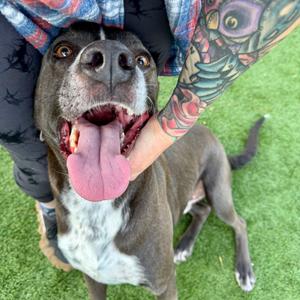 Barnaby, Mountain Cur, adult, available for adoption