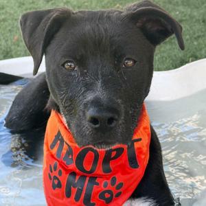 Neo, Terrier, American Staffordshire, available for adoption