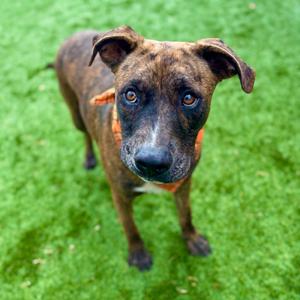 Benji, Mixed Breed (Medium), young, available for adoption