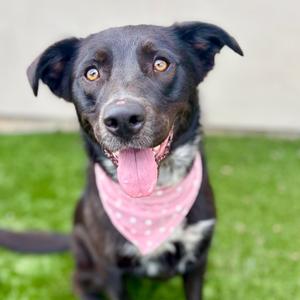 Fuji, Mixed Breed (Medium), adult, available for adoption
