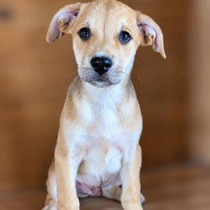 Bug, Hound, available for adoption