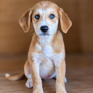 Flower, Hound, available for adoption