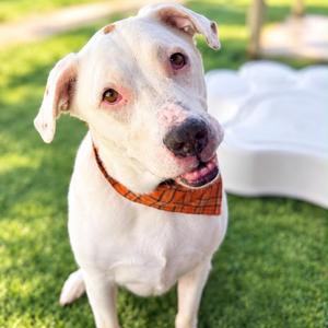 Opi, Bulldog, American, senior, available for adoption