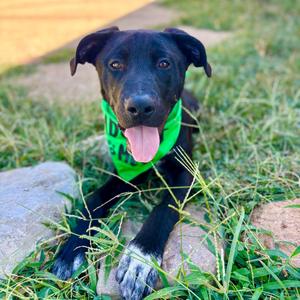 Astor, Cattle Dog, available for adoption
