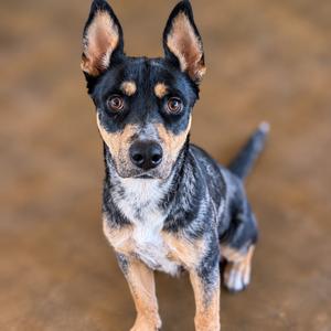A black and tan dog with pointed ears and a white chest, standing on a brown surface.