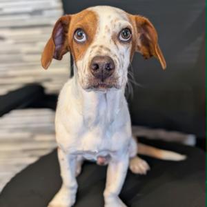 Gobi, Chihuahua, available for adoption