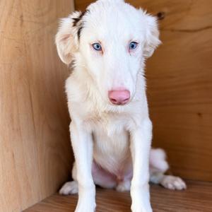 Coffee, Shepherd, Australian, available for adoption