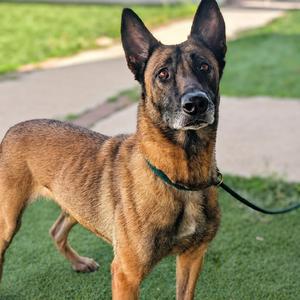 Heidi, Malinois, Belgian, senior, available for adoption