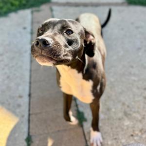 Gloria, Terrier, American Staffordshire, available for adoption