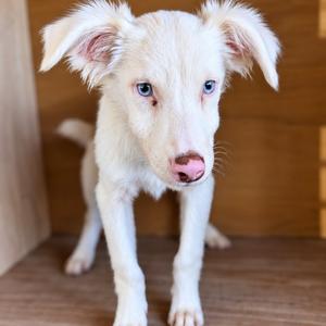 Brew, Shepherd, Australian, available for adoption