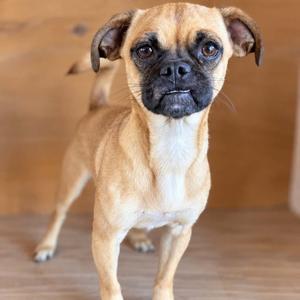 Clover, Pug, available for adoption