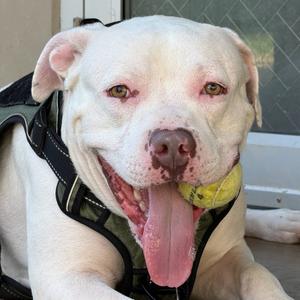 Milo, Terrier, American Staffordshire, adult, available for adoption