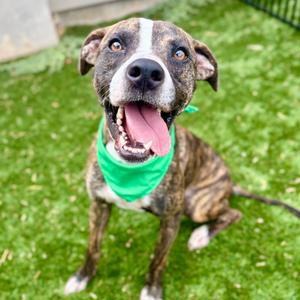 Jack, Boxer, available for adoption