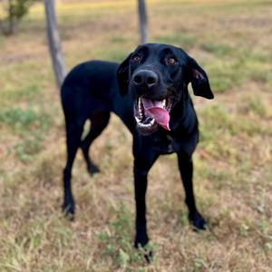 Mila, Mastiff, Cane Corso, adult, available for adoption