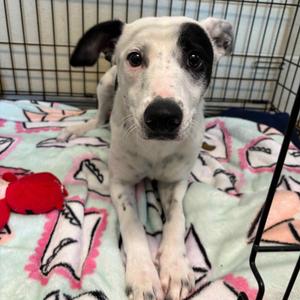 Lolly, Mixed Breed (Small), young, available for adoption
