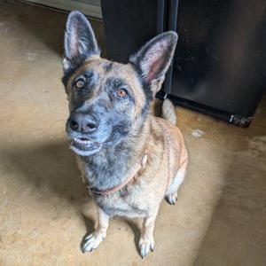 Ember, Shepherd, German, adult, available for adoption