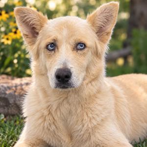 Honeybee, Husky, adult, available for adoption