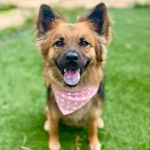 Azara, Chow Chow, adult, available for adoption