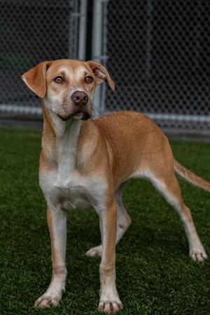CLARICE, Labrador Retriever / Pit Bull Terrier, young, available for adoption