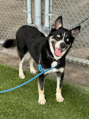 GAMBIT, Husky, young, available for adoption