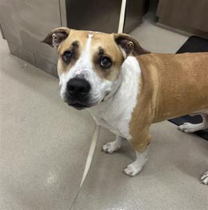 A brown and white dog standing on a tiled floor, looking directly at the camera.