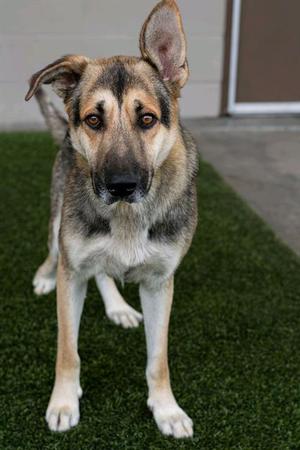 DUKE, German Shepherd Dog, adult, available for adoption
