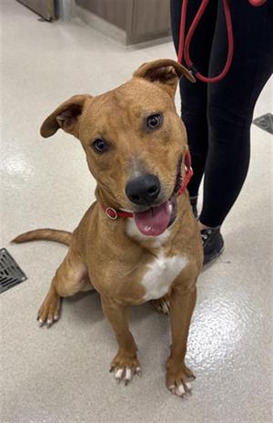 BOB BARKER, Pit Bull Terrier, adult, available for adoption