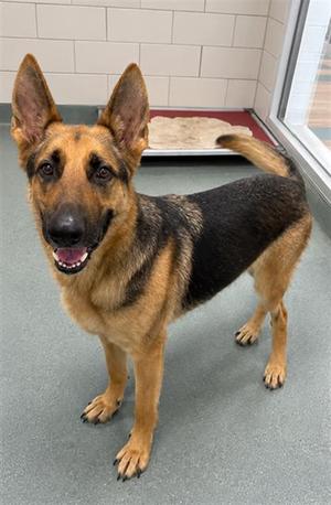AIKO, German Shepherd Dog, adult, available for adoption