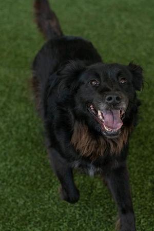 CARLY, Collie / Chow Chow, senior, available for adoption