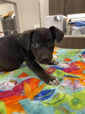 BIRRIA, German Shepherd Dog, puppy, available for adoption
