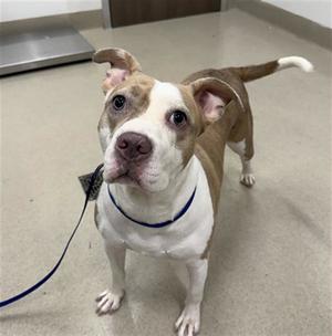 A brown and white dog with floppy ears and a blue collar, standing on a concrete floor and looking up at the camera.