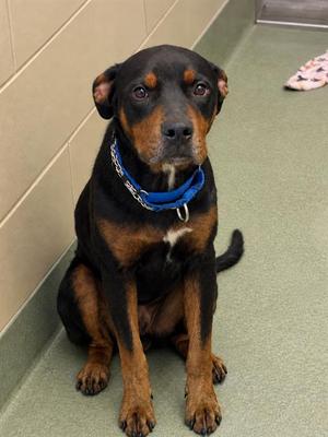 FLEETWOOD, Rottweiler, adult, available for adoption