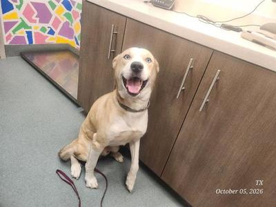 A happy dog sitting on the floor with its mouth open, looking at the camera. The dog is wearing a collar and has a leash attached. The background includes a wooden cabinet and a colorful patterned wall.