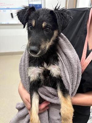 AMORE, German Shepherd Dog, puppy, available for adoption
