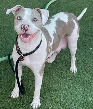 DAISY, Pit Bull Terrier, adult, available for adoption