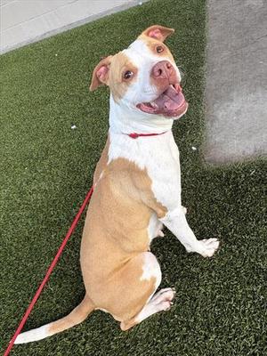 HONEYBUN, Pit Bull Terrier, adult, available for adoption