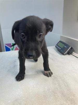 INKY, Labrador Retriever, puppy, available for adoption