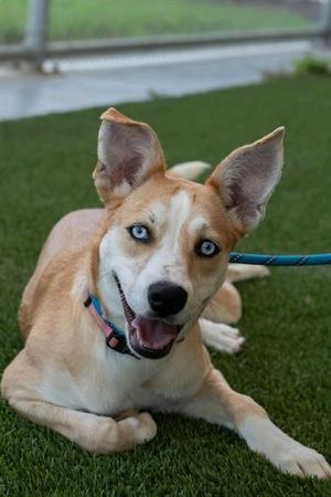 CHAPPELL, Husky / Labrador Retriever, young, available for adoption