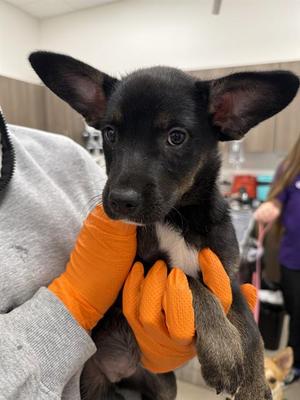 FURY, German Shepherd Dog, puppy, available for adoption