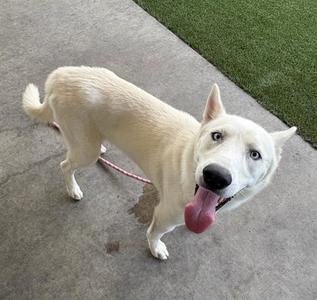 COLT, Husky, adult, available for adoption