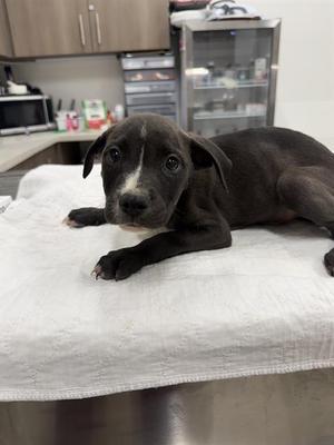 BEETLE, Pit Bull Terrier, puppy, available for adoption