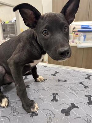 BRUCE WAYNE, American Pit Bull Terrier, puppy, available for adoption