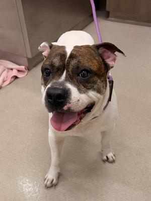 A brown and white dog with a purple leash, standing on a tiled floor.