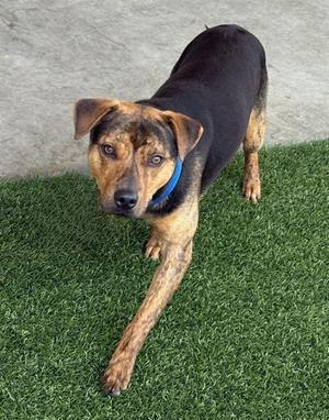 BARTHOLOMEW, Labrador Retriever / Pit Bull Terrier, young, available for adoption