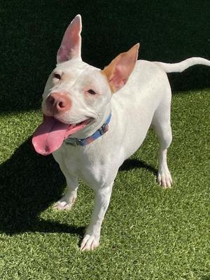 CHICKEN, Pit Bull Terrier, young, available for adoption