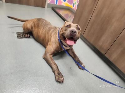 CHAMP, American Pit Bull Terrier, adult, available for adoption